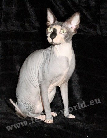 sphynx_11 (RACE)